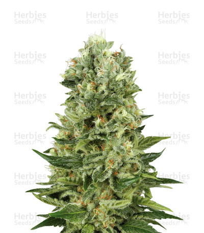 Skunk Automatic — White Label Seed Company