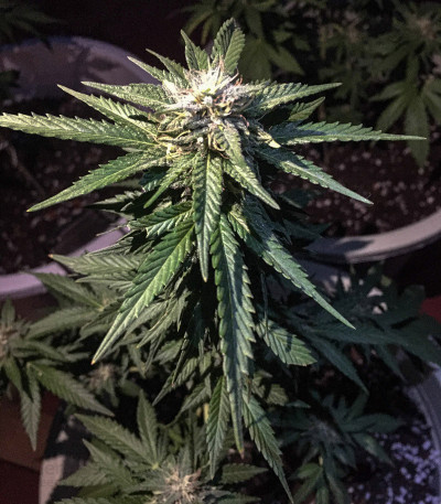 最新のデザイン Watermelon-Zkittlez-marijuana. トランプ
