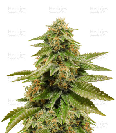 Gorilla Breath — Humboldt Seeds Organization