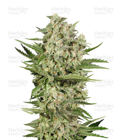 OGKZ Auto — Humboldt Seeds Organization