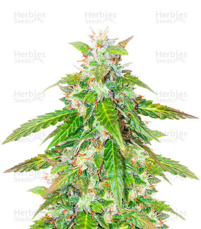 Quarter Pounder Autoflower — EGS