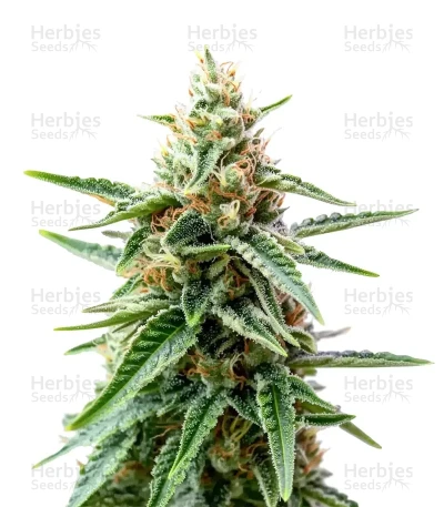 AK Triple Haze — Super Sativa Seed Club