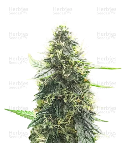 Mango Sherbert