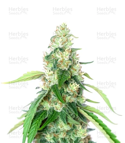 Steve's Alien OG
