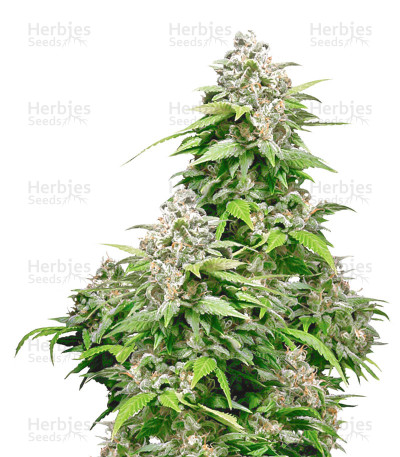 California Indica — Sensi Seeds