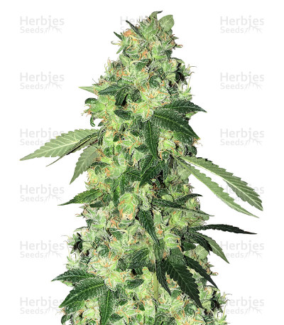 Do-Sweet-Dos — Sweet Seeds