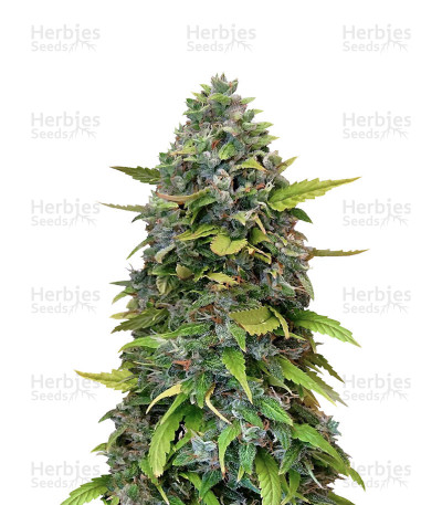 Gorilla Glue Auto fem: seeds for sale, strain information and customer reviews - Herbies