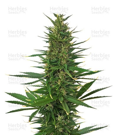 Hindu Kush Auto