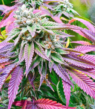 Buy Sherbet feminized seeds by Seed Stockers - Herbies