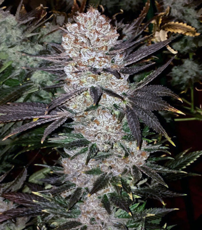 God's Glue — Ministry of Cannabis