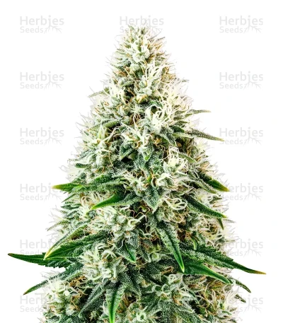 Pure Power Plant Automatic — Sensi Seeds