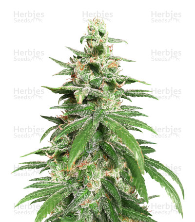Four-Way — Sensi Seeds