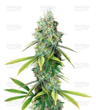 Golden Berry — DNA Genetics