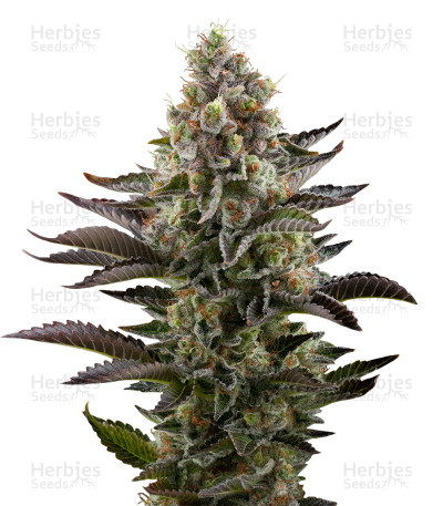 LA Widow — Kera Seeds