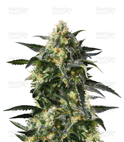 OG Kush Express Auto