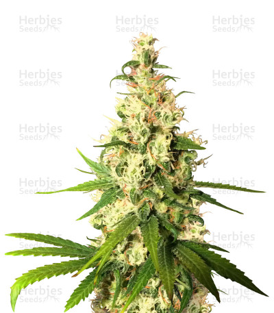 Pineapple Express