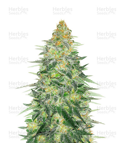 Critical Sensi Star Early Version — Delicious Seeds
