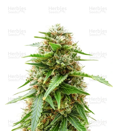 Easy Bud Auto — Royal Queen Seeds