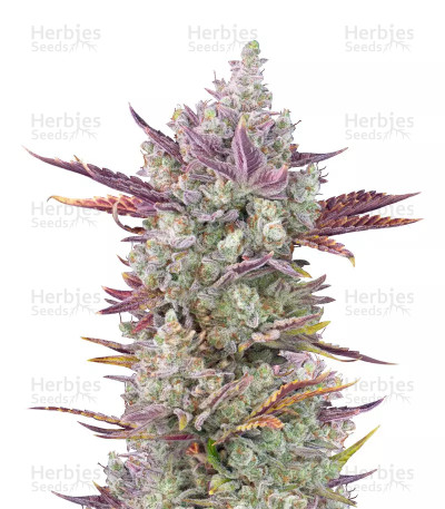 Gorilla Cookies Auto — Fast Buds