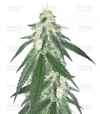 Grandaddy Black — Original Sensible Seeds