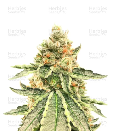 Killer Queen — Brothers Grimm Seeds