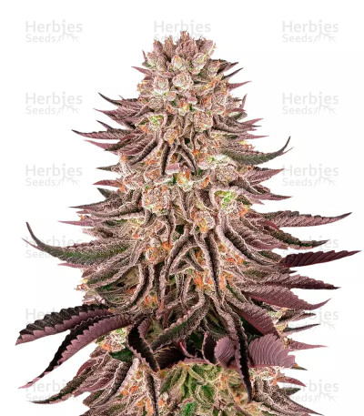 Mimosa x Orange Punch — Barney's Farm