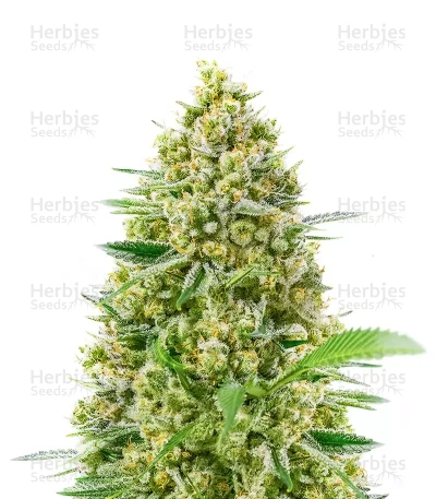 Princess Haze — Brothers Grimm Seeds
