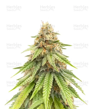 Purple Gelato Autoflower — Seedkeepers