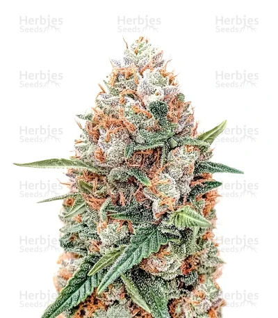 Skunky Monkey Auto — Heavyweight Seeds