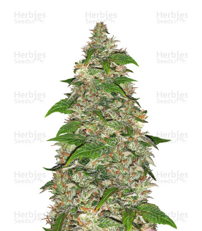 CBD Auto Charlotte’s Angel — Dutch Passion