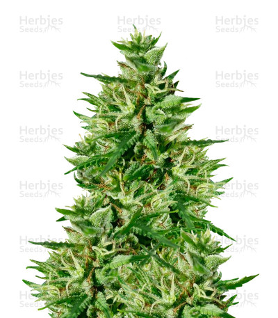 Guawi — Ace Seeds