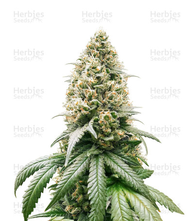 Peach Puree CBD — G13 Labs