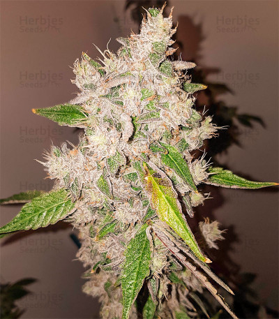 Triple G fem cannabis seeds for sale - Herbies Seeds