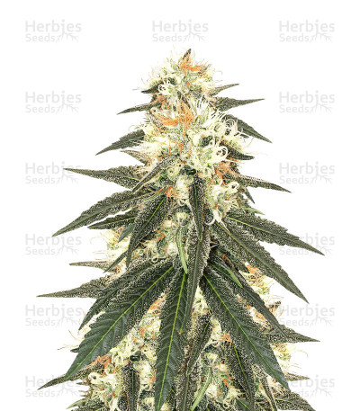 Wedding Cake (Flavour Chasers) :: Cannabis Strain Info