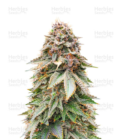 Blackberry Moonrocks — AlphaFem Seeds