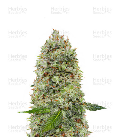 Kalashnikova — Green House Seeds