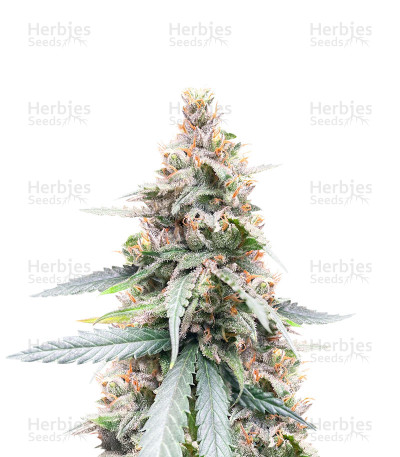 Lemon Haze Fast Version — Herbies Seeds