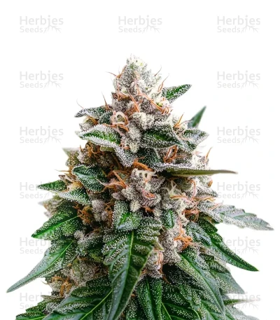 Black Berry OG