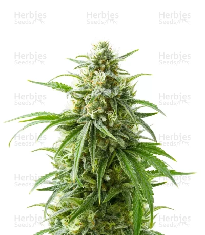 Bruce Banner seeds — Barney's Farm
