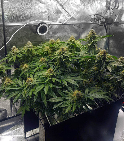 Buy Pineapple Chunk feminized seeds by Barney's Farm - Herbies