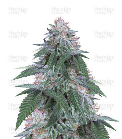 Velvet Octane — Humboldt Seeds Organization