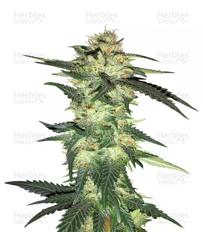 Blue Gelato 41 — Barney's Farm