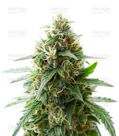 Gorilla Glue #4 Auto