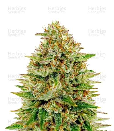 Super Bud — Green House Seeds