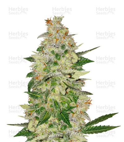 Amnesia Bilbo Auto