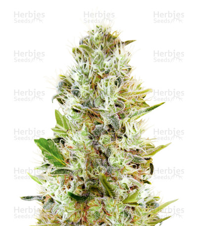 Auto Somango — Advanced Seeds