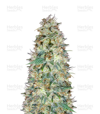 Black Domina — Sensi Seeds