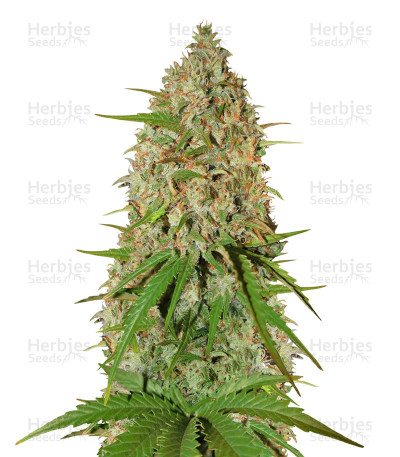 Grapefruit Auto — Fast Buds