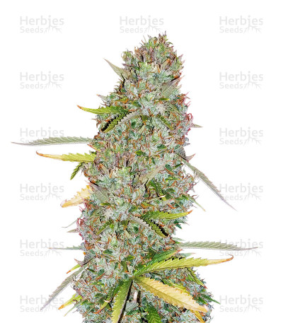 Kosher Dawg — DNA Genetics