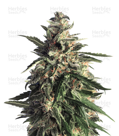 Old Early Skunk — Hero Seeds